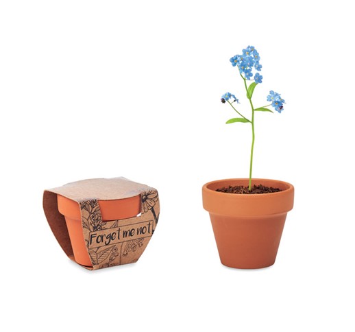 FORGET ME NOT - POT GRAINES DE MYOSOTIS