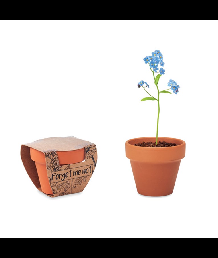 FORGET ME NOT - TERRACOTTA POT 'FORGET ME NOT'