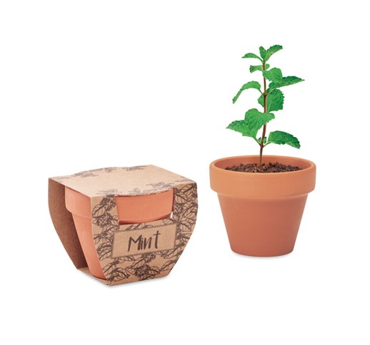 MINT POT-GRAINES DE MENTHE EN POT EN TERRE CUITE
