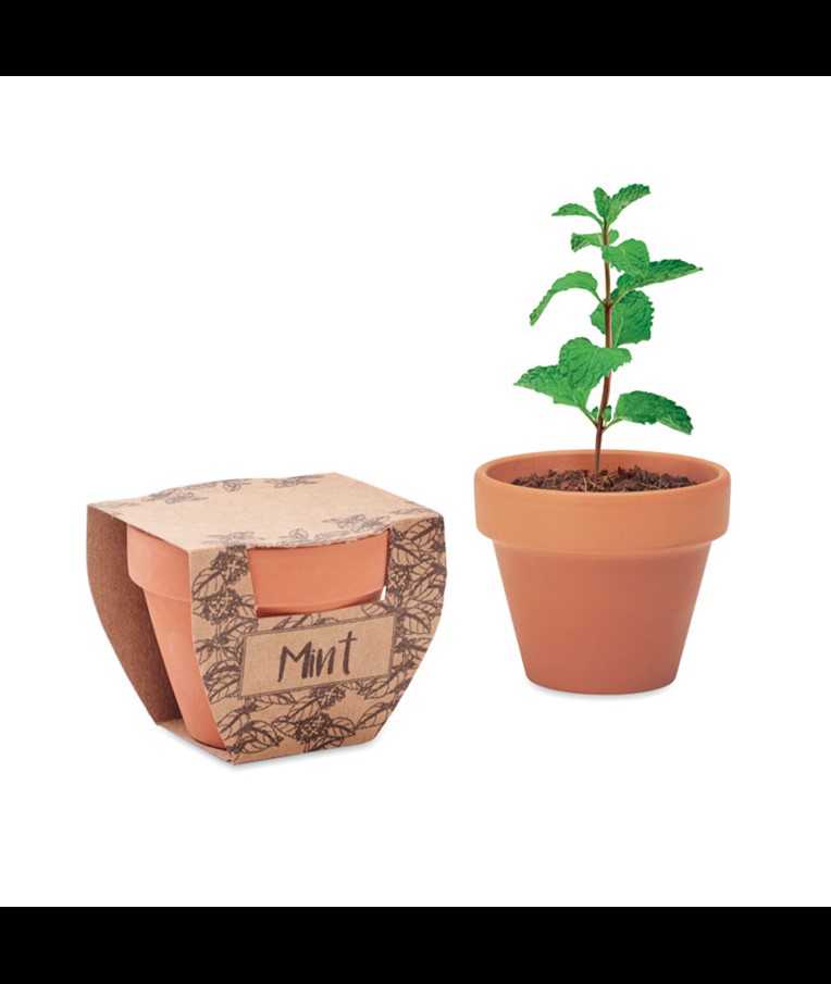 MINT POT-SEMILLAS DE MENTA EN MACETA DE TERRACOTA