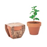 MINT POT-SEMILLAS DE MENTA EN MACETA DE TERRACOTA