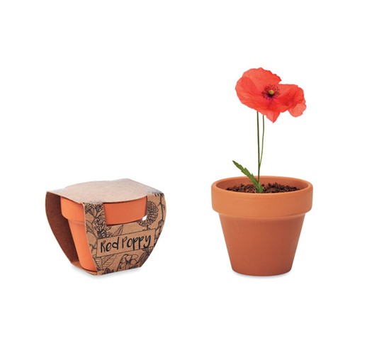 RED POPPY - TERRACOTTA POT 'POPPY'