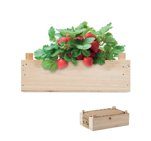 STRAWBERRY - STRAWBERRY KIT IN WOODEN CRATE