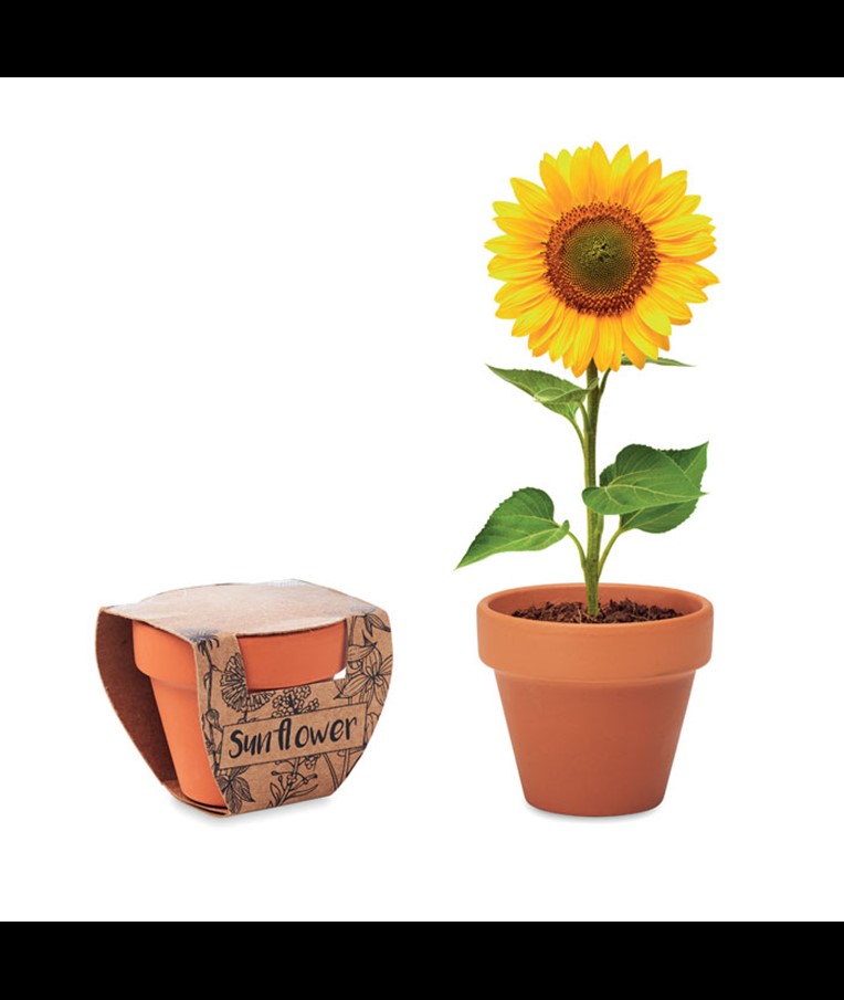 SUNFLOWER - JUEGO DE MACETAS DE TERRACOTA