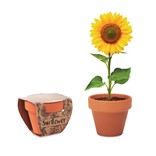 SUNFLOWER - JUEGO DE MACETAS DE TERRACOTA