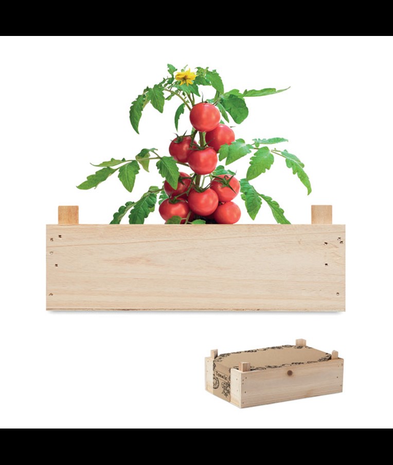 TOMATO - KOMPLET RAJČICA U DRVENOM SANDUKU