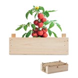 TOMATO - KOMPLET RAJČICA U DRVENOM SANDUKU