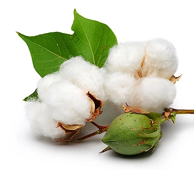 cotton