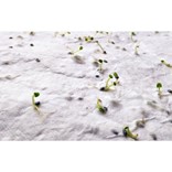 ASIDO-A6 WILDFLOWER SEED PAPER SHEET